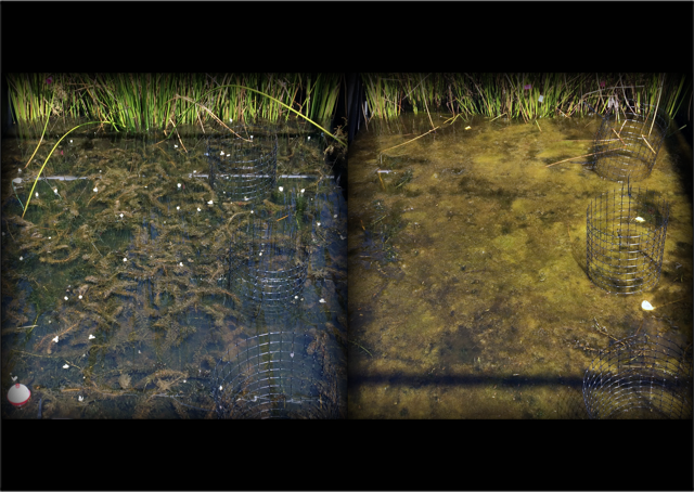 wetland.png