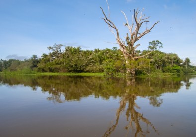 The Tree Species Pool of Amazonian Wetland Forests – Case Study