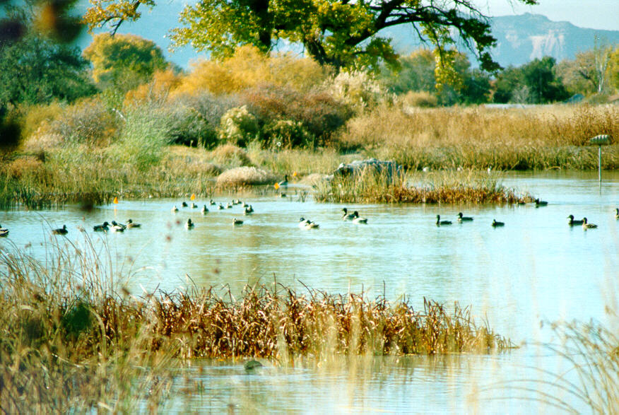 Protect Wetlands to Reduce Disaster Risk