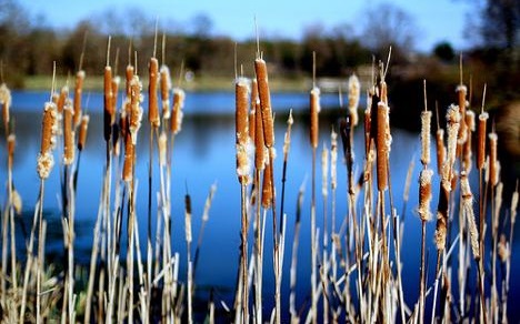 4 Graphs - Wetlands Disappeared and Flooding Increased