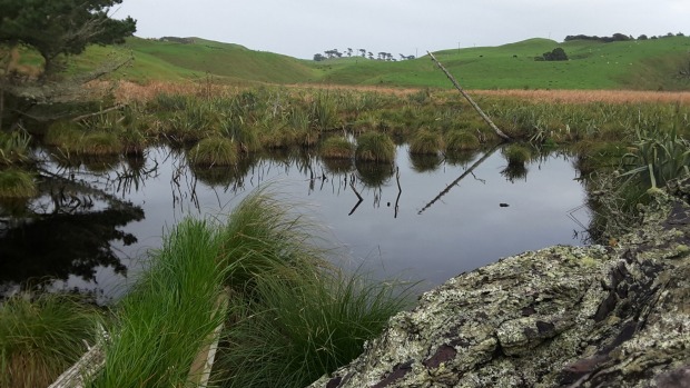 Wetland responsibility comes at a cost for farmers