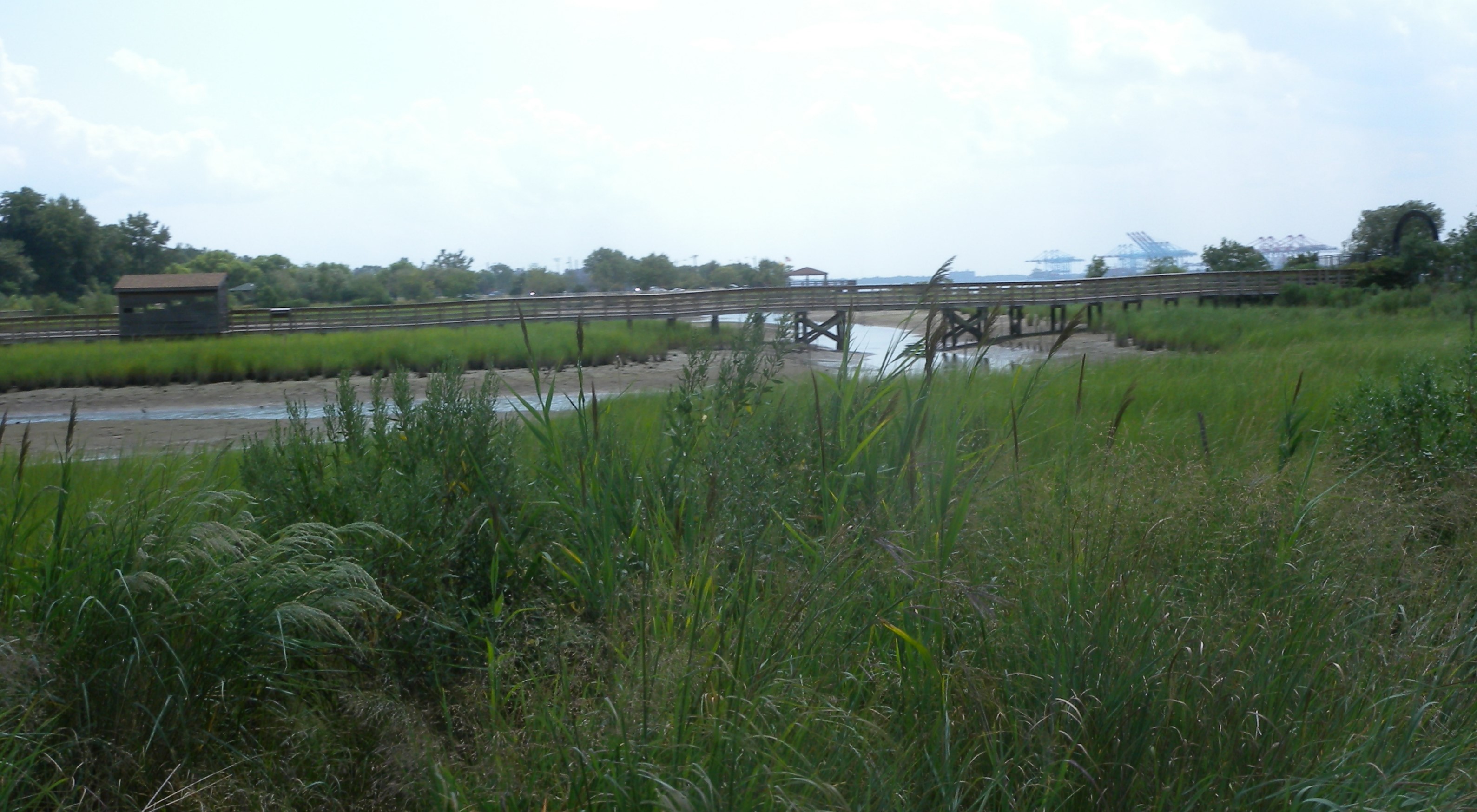 As Sea Level Rises, Hudson River Wetlands May Expand