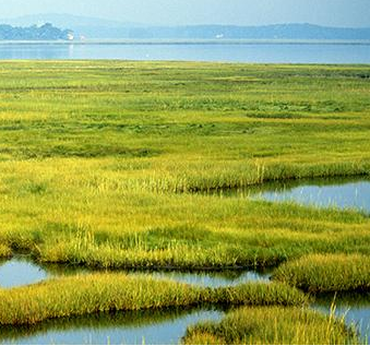 Coastal Wetlands Excel at Storing Carbon