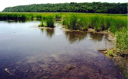 The Role of Wetlands in Climate Neutrality Goal