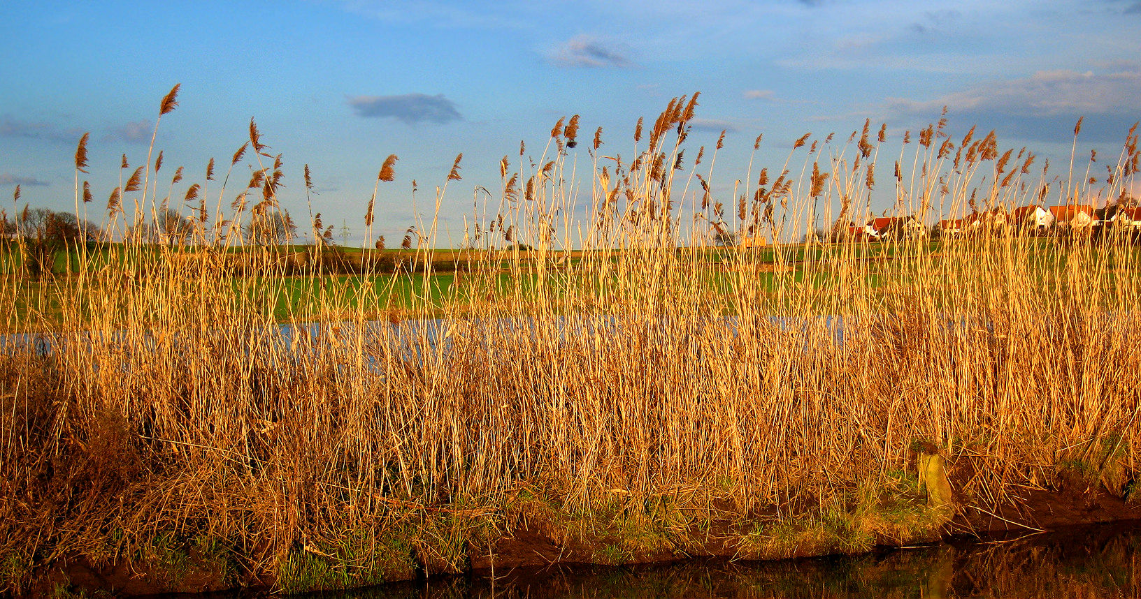 Reed Threatening Local Marshes