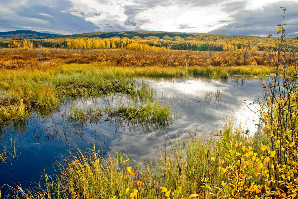 When We Can Say a Wetland is Dead?