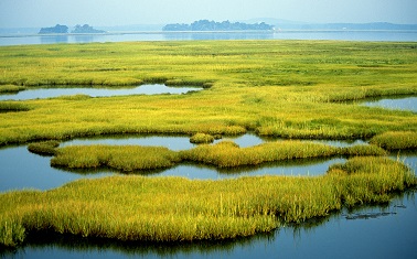 Wetlands Project to Eliminate Pharmaceuticals in Drinking Water