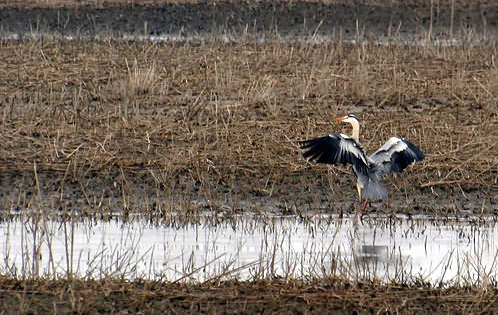 A New Tool for Wetland Management