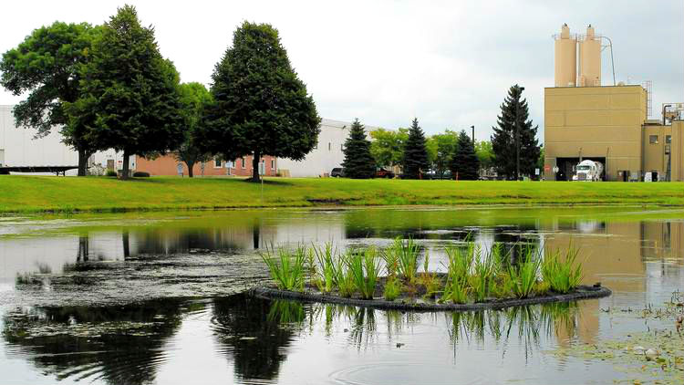 'Floating Wetlands' May Clean Pond Algae