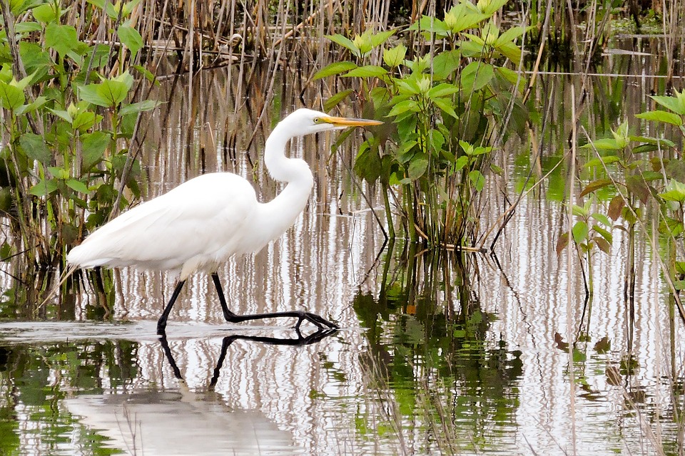 India’s Environment Ministry Notifies New Wetland Rules