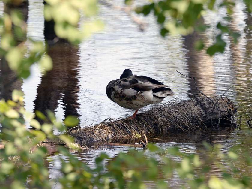 Wetlands Play a Crucial Role in Climate Change Fight