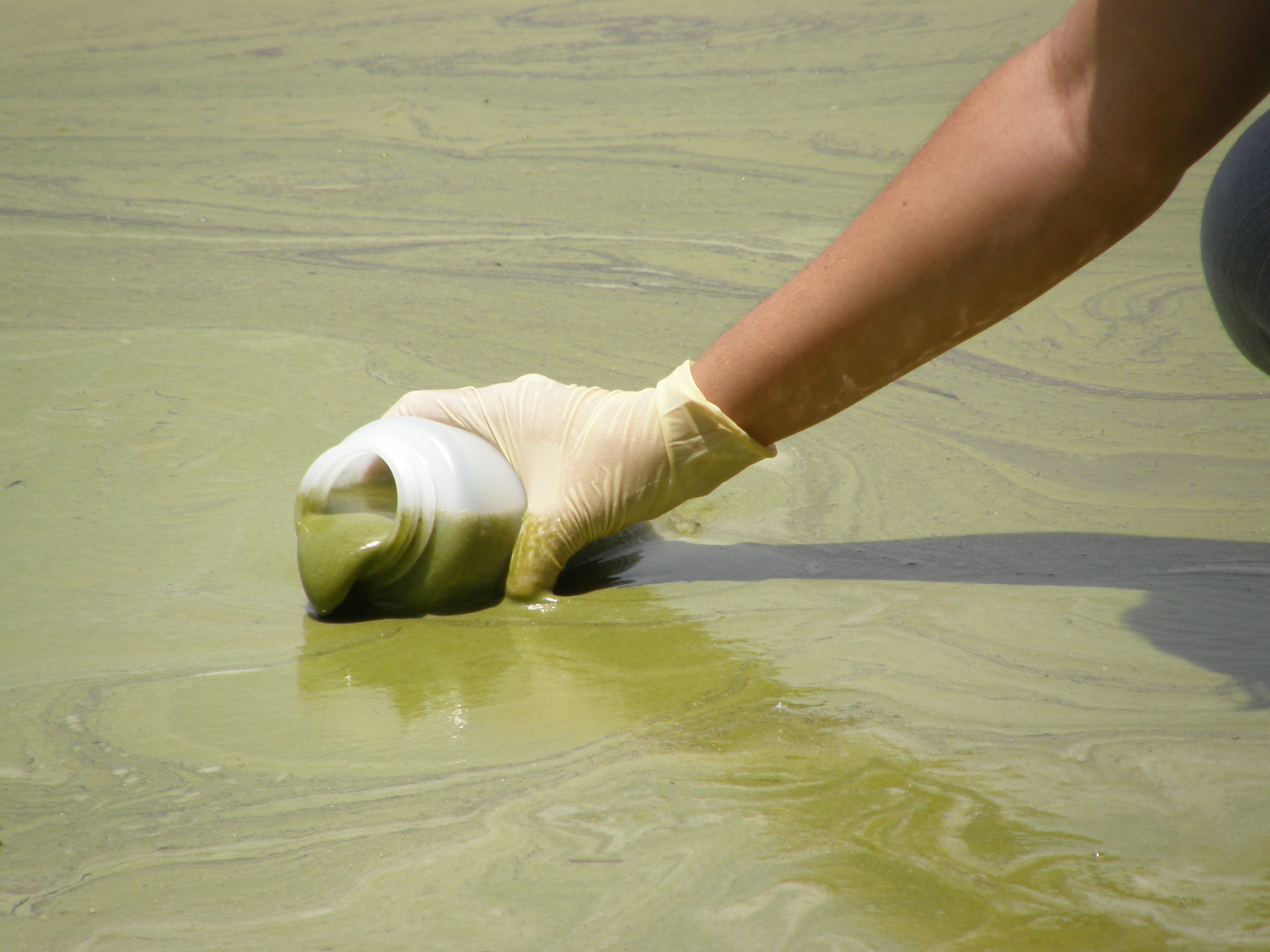 Nanomaterials Could Mean More Algae Outbreaks for Wetlands, Waterways