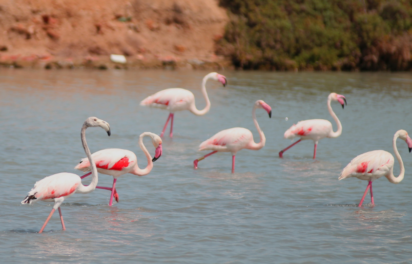 How Flamingos Improve Water Quality and Reduce Nitrogen Loads in Wetlands?