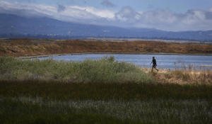 Landmark San Francisco Bay Parcel Tax for Wetlands, Flood Control Appears to Win