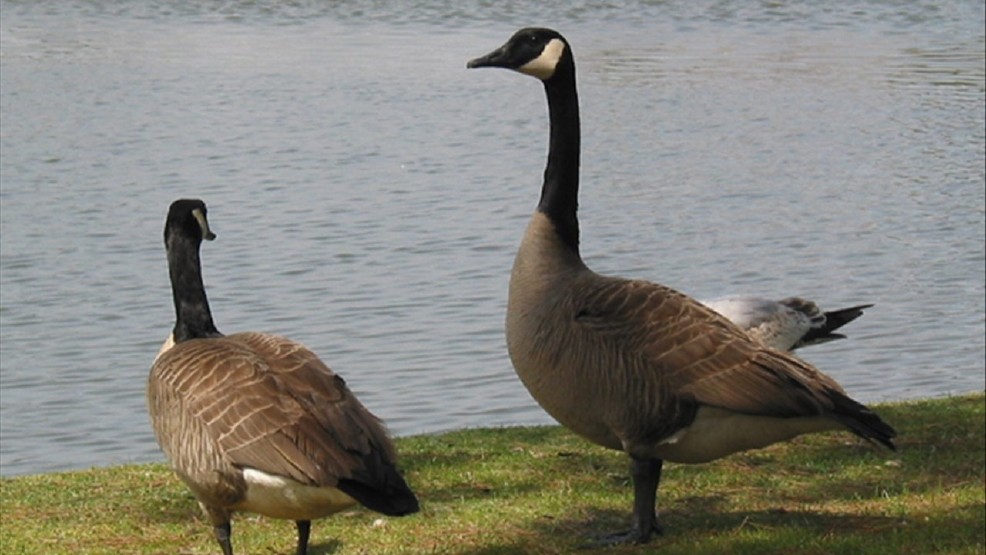 Plan to Restore Anacostia Park Wetlands