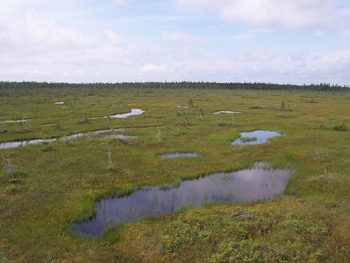 Climate change could decrease wetland carbon storage