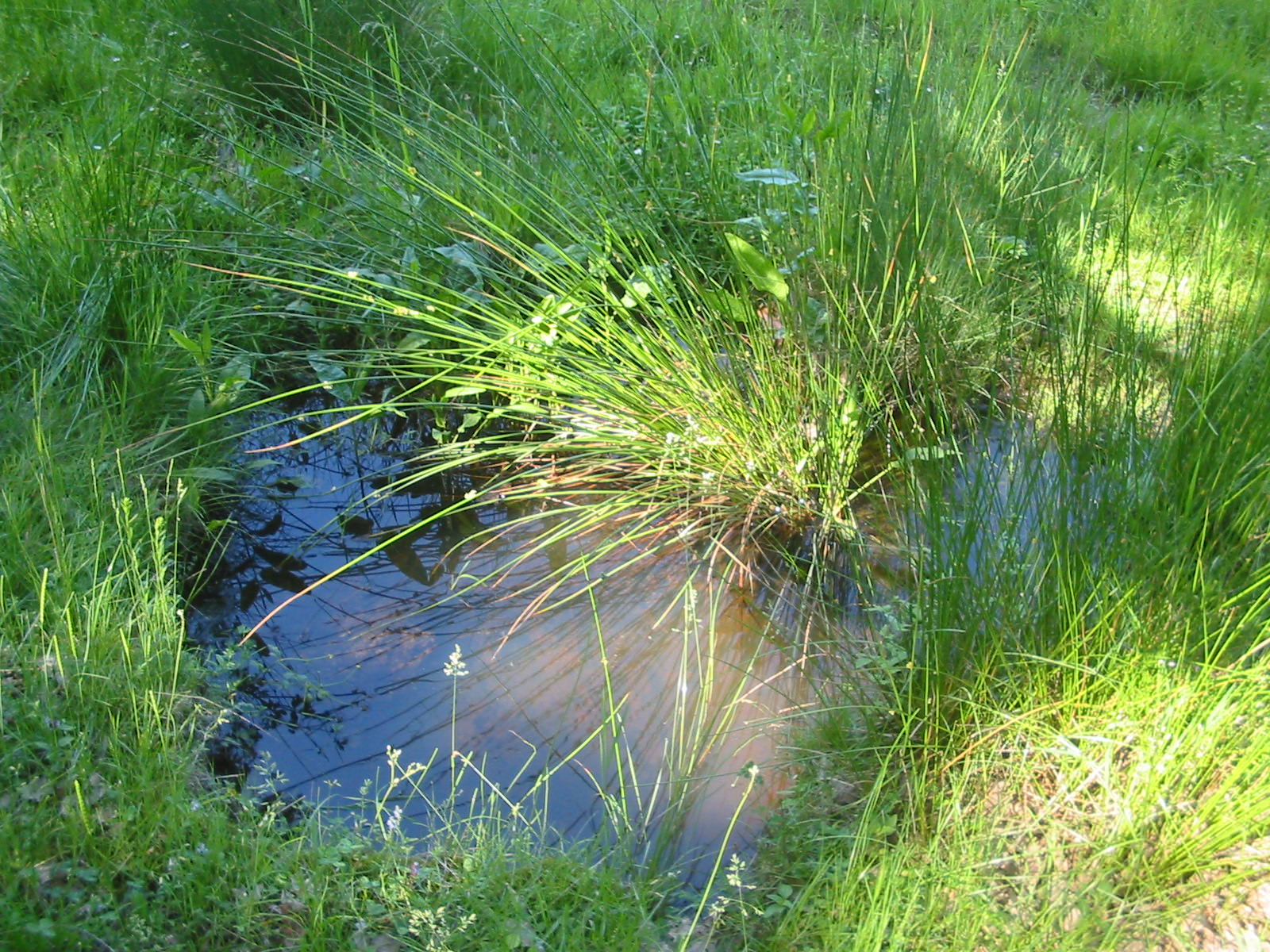 Constructed Wetland-Microbial Fuel Cells for Sustainable Greywater Treatment
