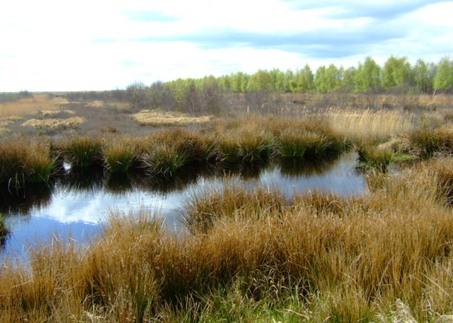 Draining Peatlands Gives Global Rise to Greenhouse Laughing-gas Missions