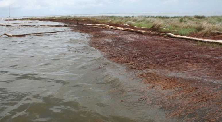 Study Finds Widespread Land Losses from Gulf Oil Spill