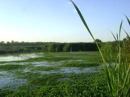 New Maize Varieties to Tackle Striga Weed