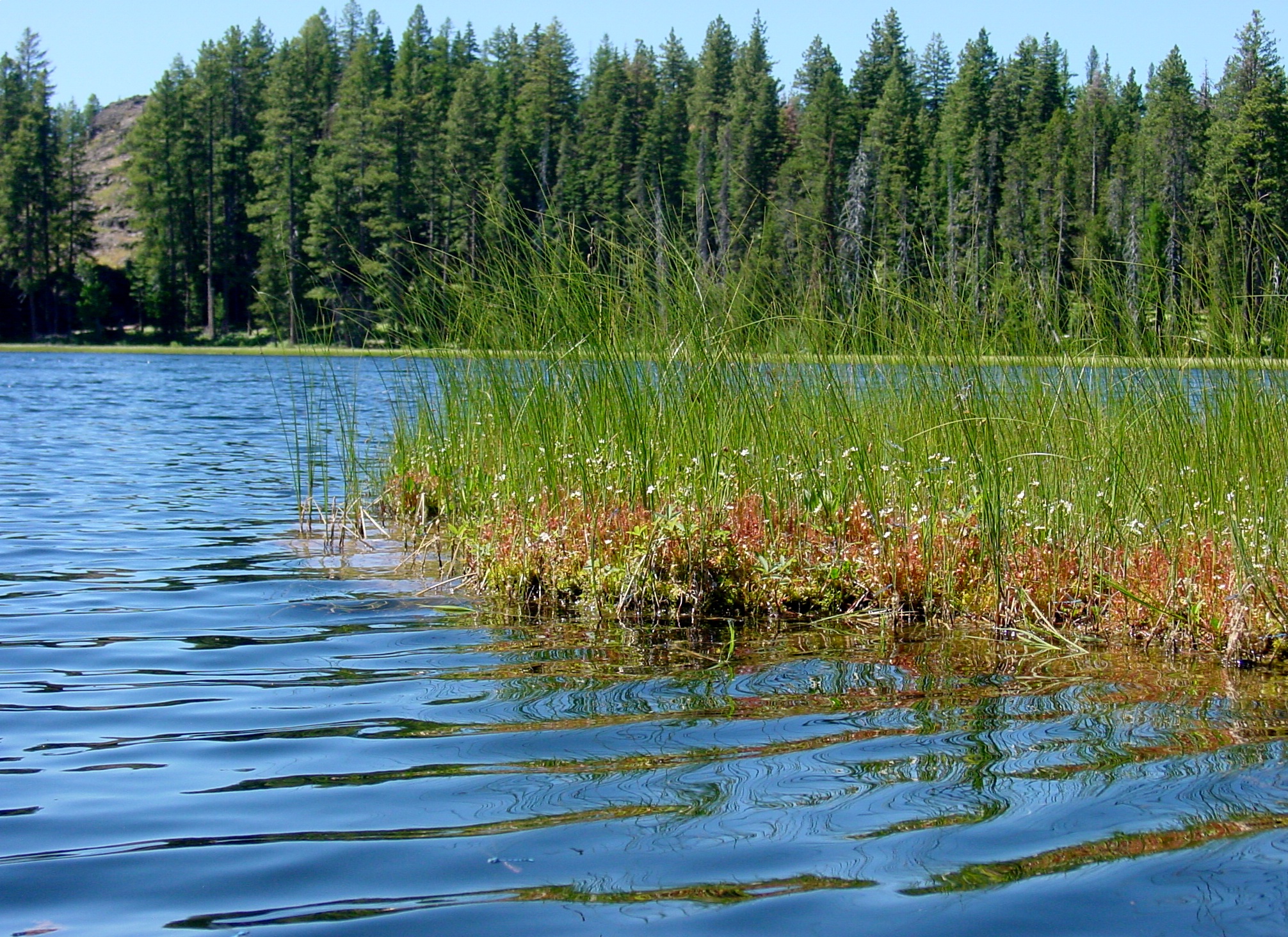 Widespread Herbicide Use on North American Wetlands
