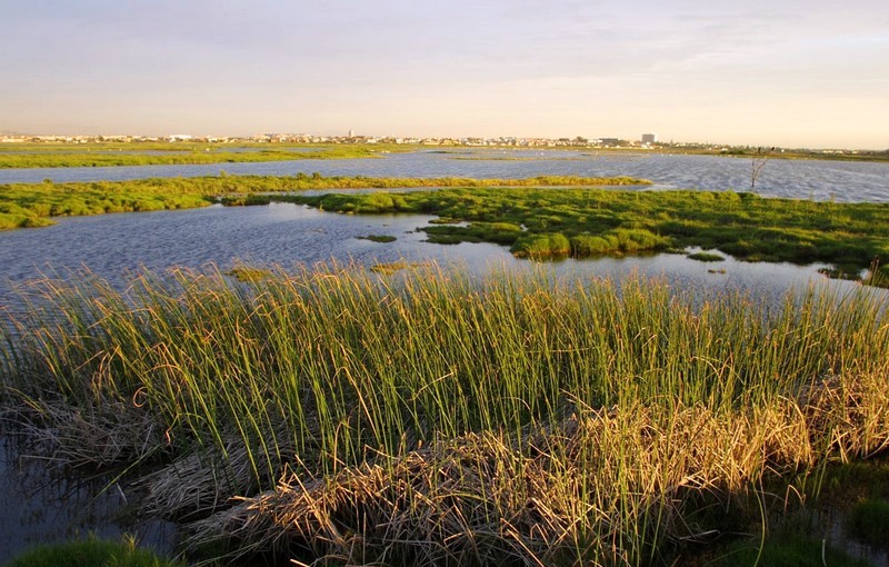 Changes in Wetland Helping to Predict the Rate of Climate Change