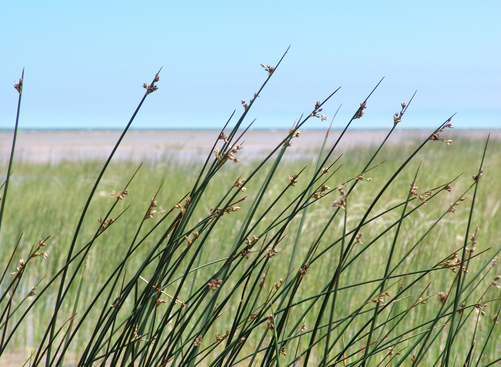 Transformation of Coastal ​Wetlands ​due ​to the Climate ​Change