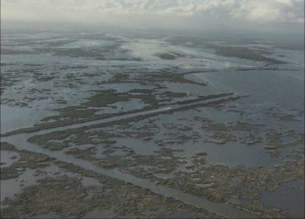 Study Reveals How Salt Water Impacts Wetlands
