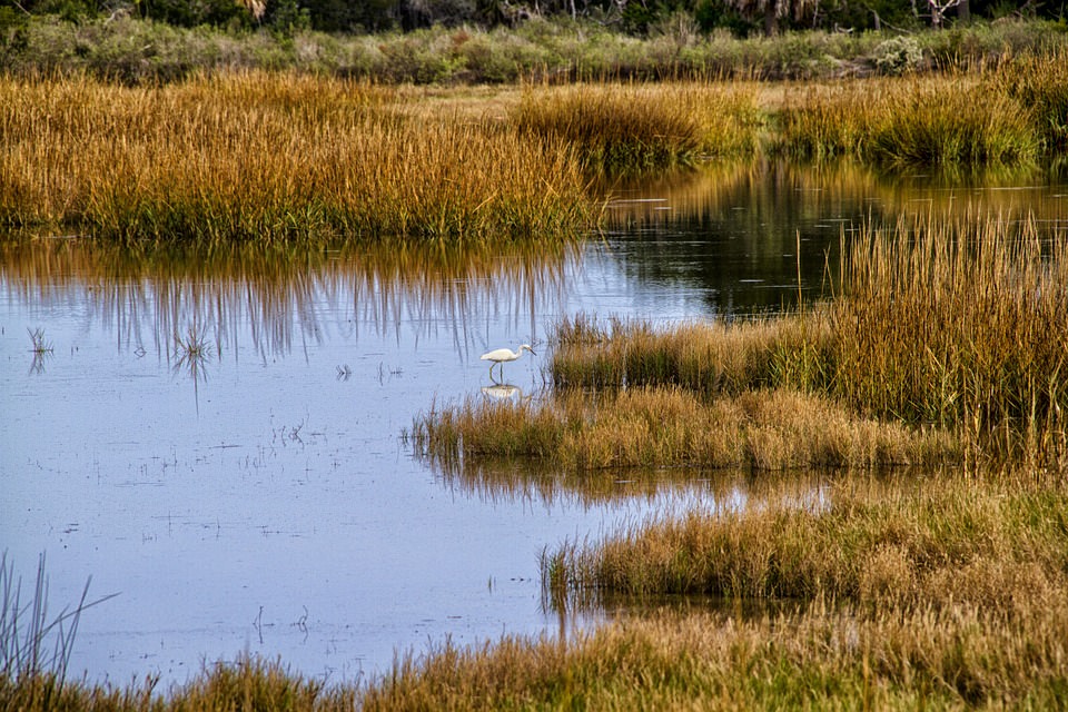 New MSU Study Evaluates Wetland Restoration Efforts Along Gulf of Mexico