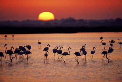 Spanish Wetlands and Wildlife Sanctuary Under Threat