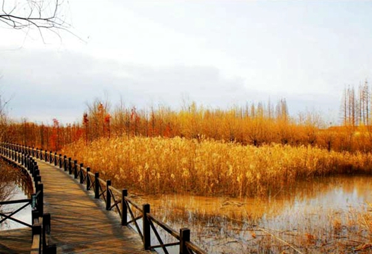 Working Together to Save Shanghai Wetlands