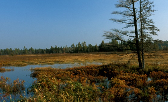 Destruction of Wetlands Linked to Algal Blooms in Great Lakes