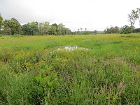 Wetlands for our Future