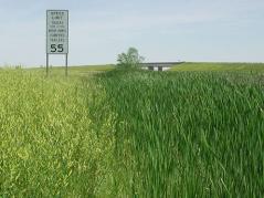 Few Chicagoland Wetlands Left Without Non-native Species, Study Finds