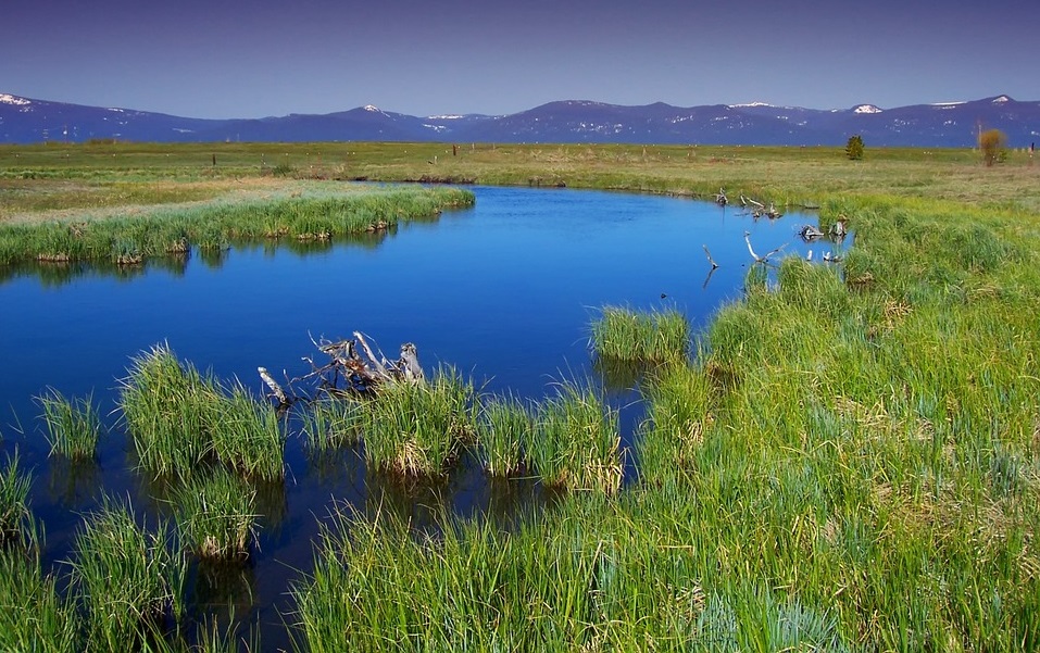 Riparian ​Plantings are ​Keeping Streams ​Clean