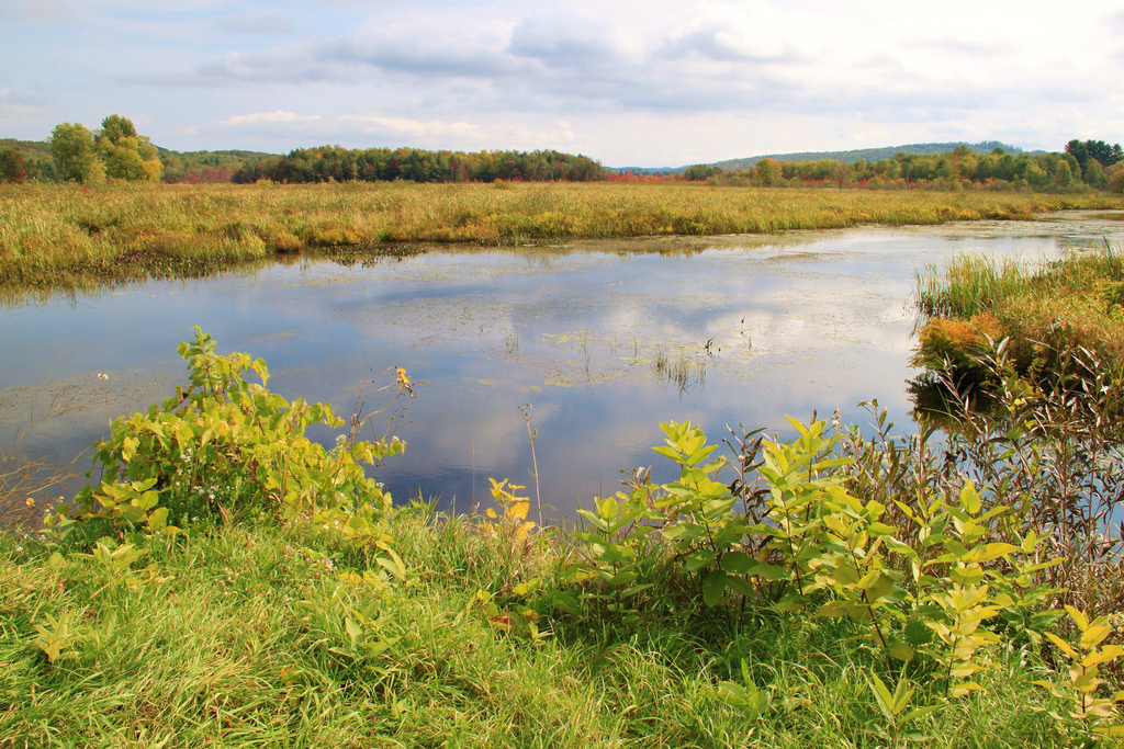 USDA Seeks Proposals to Restore Wetlands in Vermont