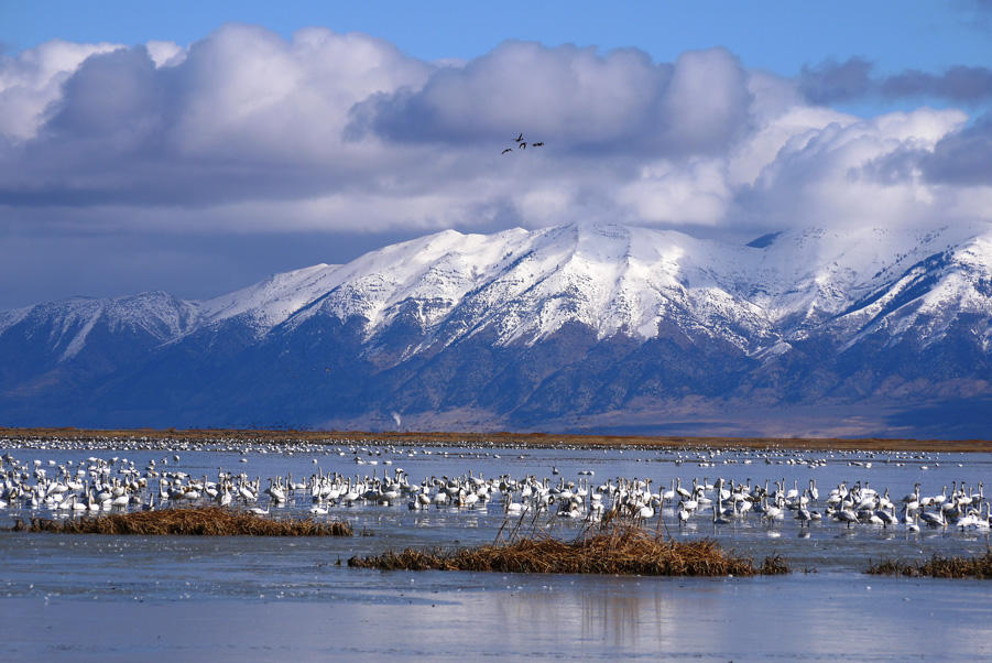 New Technique To Manage Threatened Wetlands