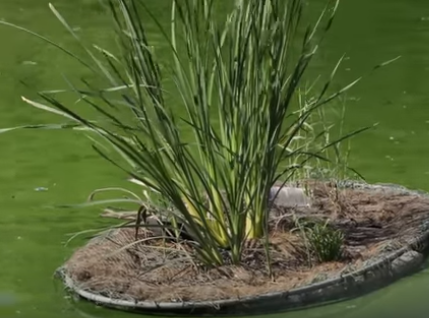 Reviving a Lake Using Artificial Wetlands in Delhi (VIDEO)