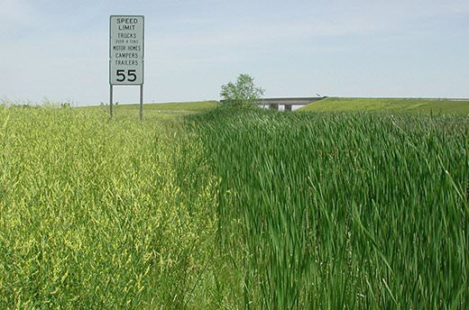 Few Chicagoland Wetlands Left Without Non-native Species, Study Finds